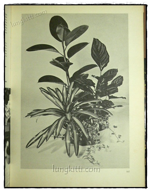 WOMAN’S OWN BOOK OF HOUSE PLANTS 8