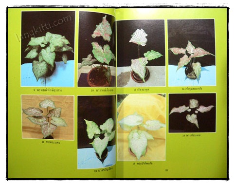 เอกลักษณ์บอนสี เล่ม 2 / คณะ 9 รังบอน 4