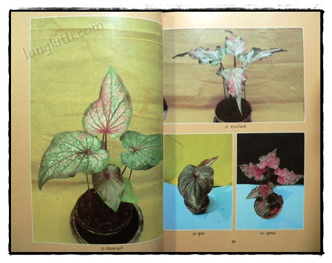 เอกลักษณ์บอนสี เล่ม 2 / คณะ 9 รังบอน 5