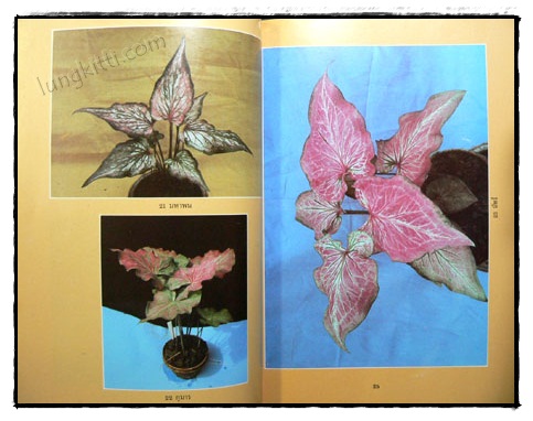 เอกลักษณ์บอนสี เล่ม 2 / คณะ 9 รังบอน 6