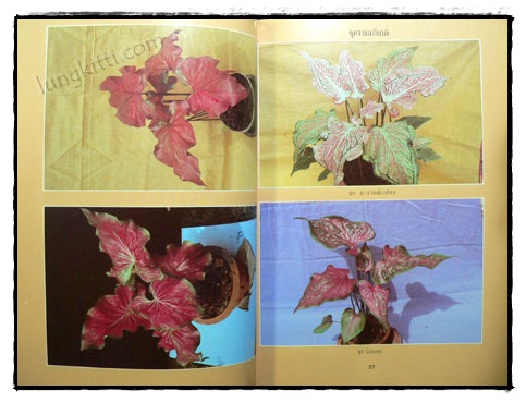 เอกลักษณ์บอนสี เล่ม 2 / คณะ 9 รังบอน 7