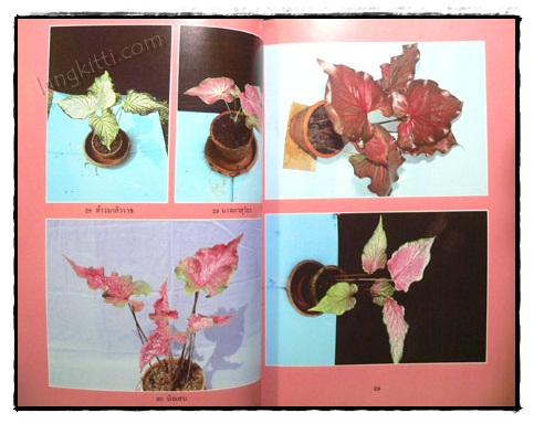 เอกลักษณ์บอนสี เล่ม 2 / คณะ 9 รังบอน 8