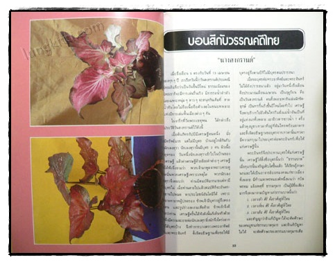 เอกลักษณ์บอนสี เล่ม 2 / คณะ 9 รังบอน 9