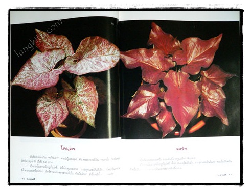 บอนสี : ราชินีแห่งใบไม้ 7