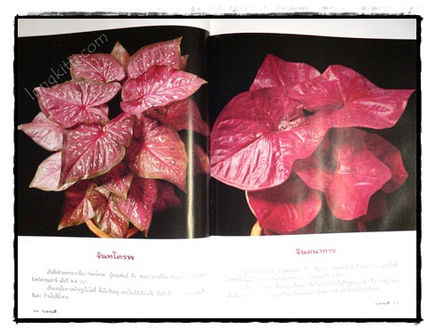 บอนสี : ราชินีแห่งใบไม้ 9