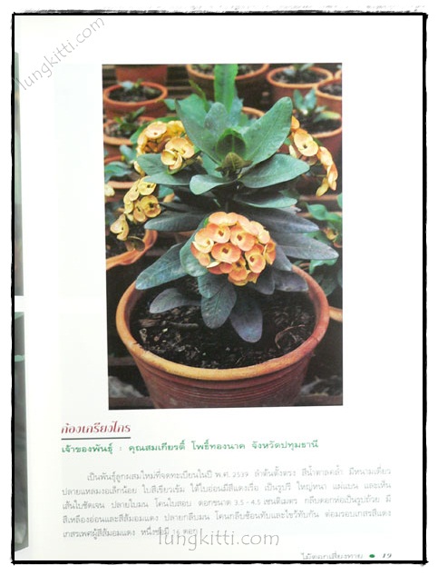 โป๊ยเซียน : ไม้ดอกเสี่ยงทาย (เล่ม 4) 2