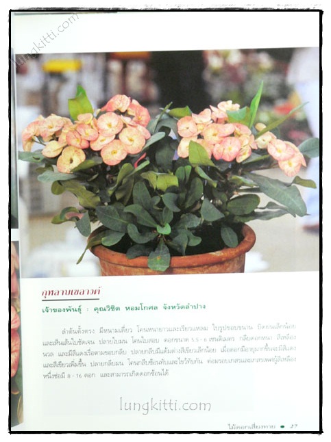 โป๊ยเซียน : ไม้ดอกเสี่ยงทาย (เล่ม 4) 3