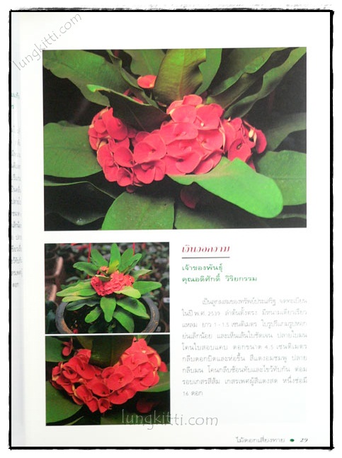 โป๊ยเซียน : ไม้ดอกเสี่ยงทาย (เล่ม 4) 4