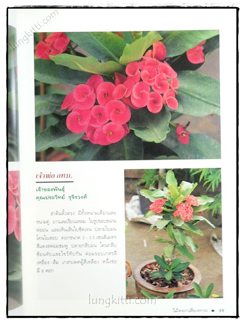 โป๊ยเซียน : ไม้ดอกเสี่ยงทาย (เล่ม 4) 5