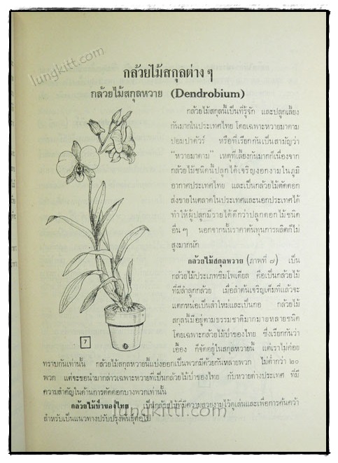 คู่มือการปลูกเลี้ยงกล้วยไม้ 5