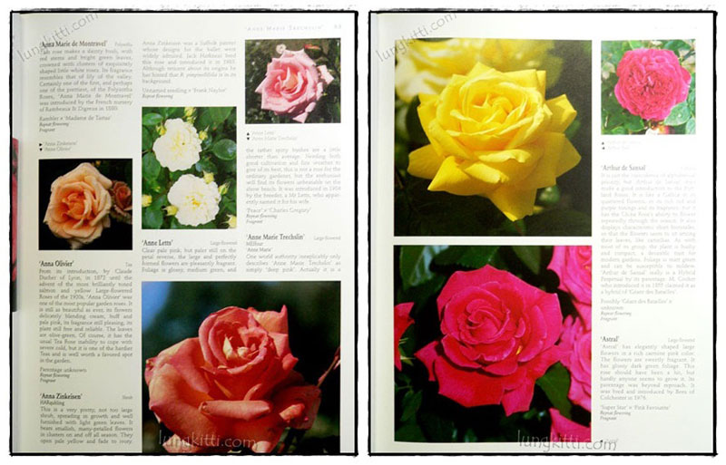 THE ULTIMATE ROSE BOOK 7