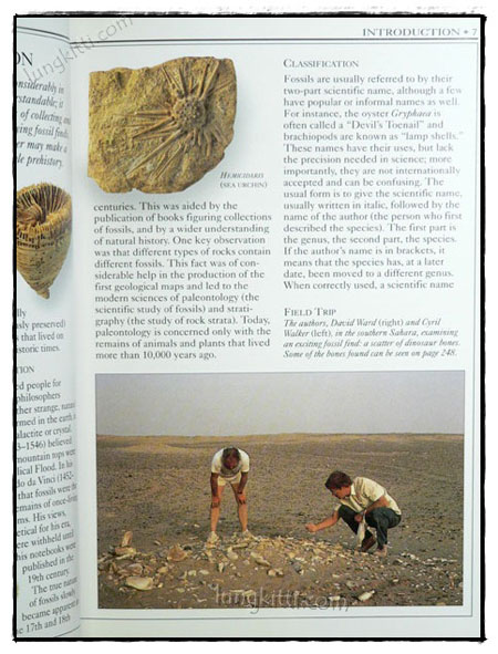 EYEWITNESS HANDBOOKS : FOSSILS 3