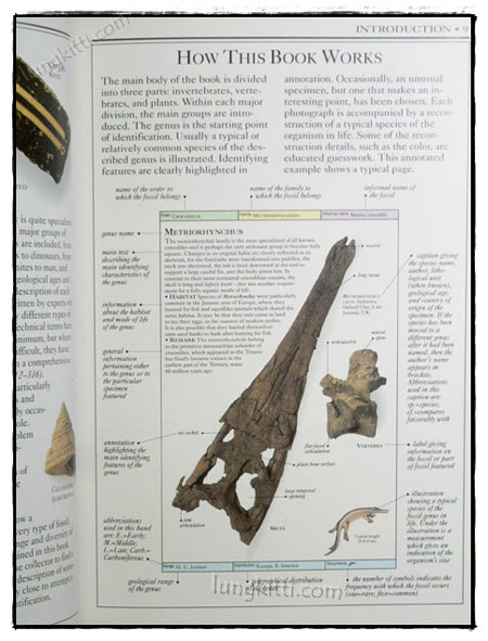 EYEWITNESS HANDBOOKS : FOSSILS 4