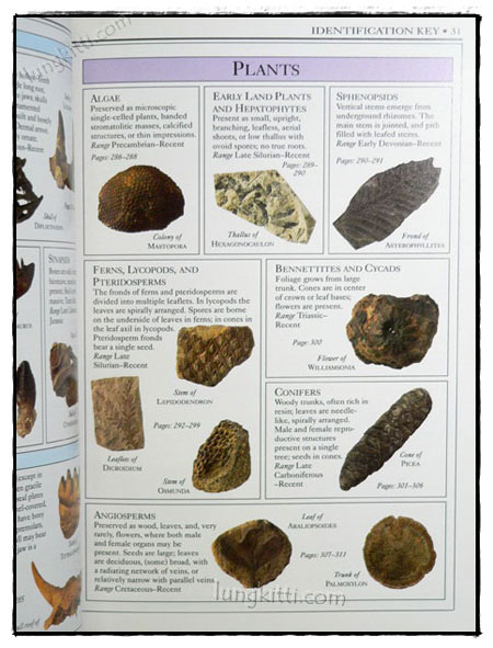 Fossili - Walker, Cyril, Ward, David - Libri - Foto 3