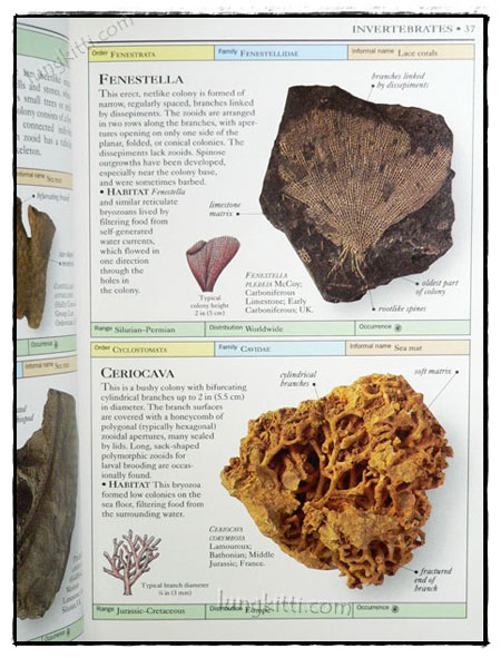 EYEWITNESS HANDBOOKS : FOSSILS 6