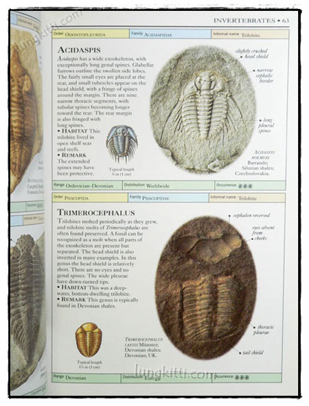 EYEWITNESS HANDBOOKS : FOSSILS 7