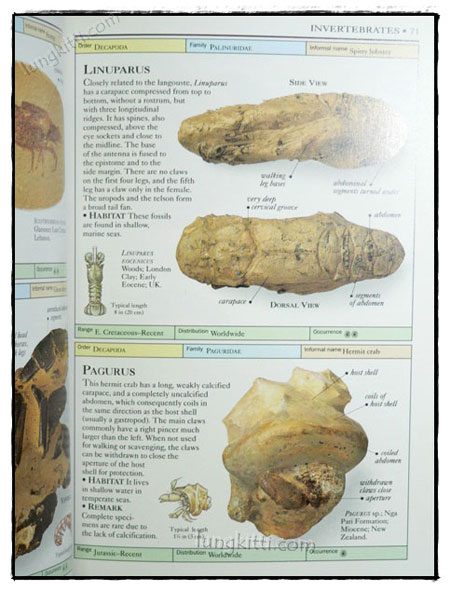 EYEWITNESS HANDBOOKS : FOSSILS 8