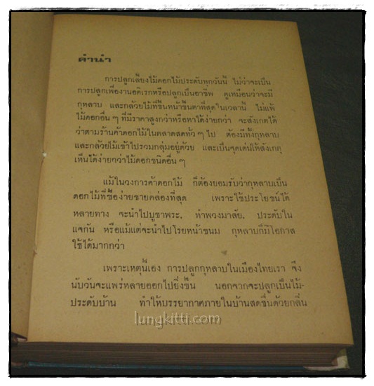 วิธีปลูกและผสมพันธุ์กุหลาบ 2