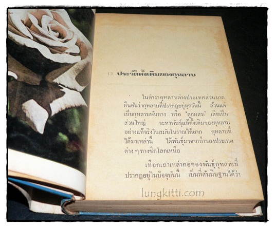 วิธีปลูกและผสมพันธุ์กุหลาบ 7