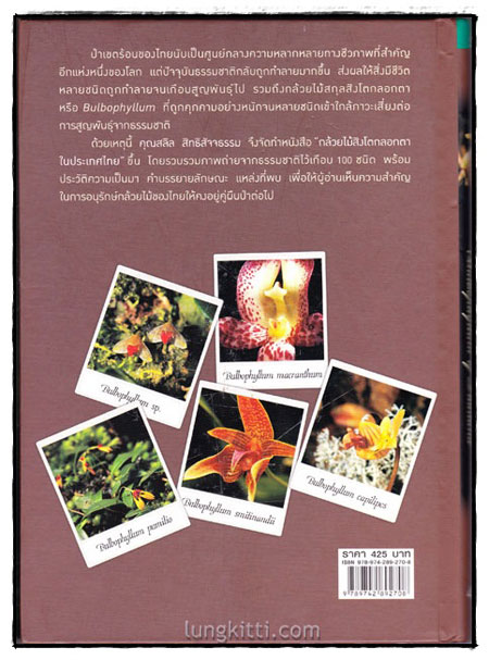 กล้วยไม้สิงโตกลอกตาในประเทศไทย / สลิล สิทธิสัจจธรรม 1