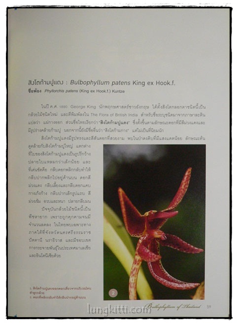 กล้วยไม้สิงโตกลอกตาในประเทศไทย / สลิล สิทธิสัจจธรรม 5