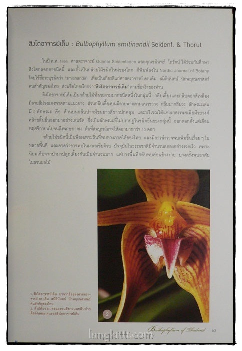 กล้วยไม้สิงโตกลอกตาในประเทศไทย / สลิล สิทธิสัจจธรรม 6