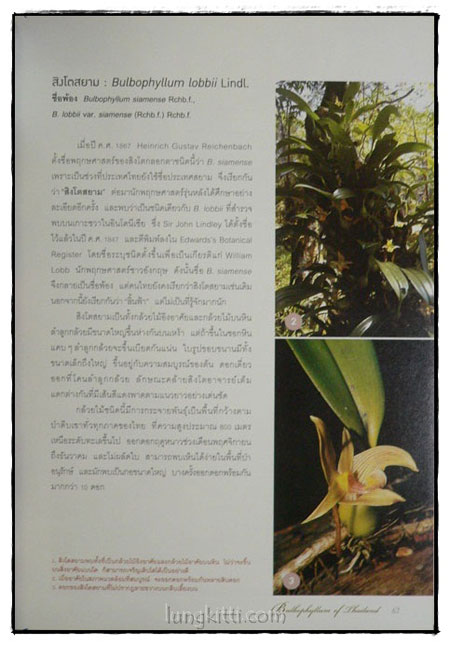 กล้วยไม้สิงโตกลอกตาในประเทศไทย / สลิล สิทธิสัจจธรรม 7