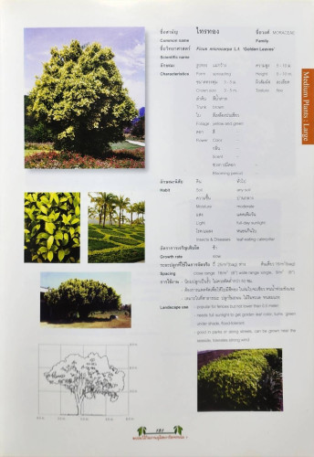 พรรณไม้ในงานภูมิสถาปัตยกรรม 8