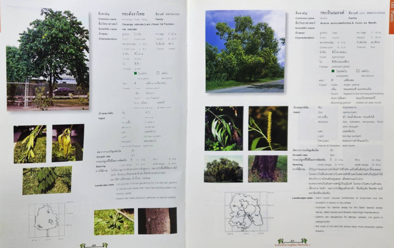 พรรณไม้ในงานภูมิสถาปัตยกรรม 5