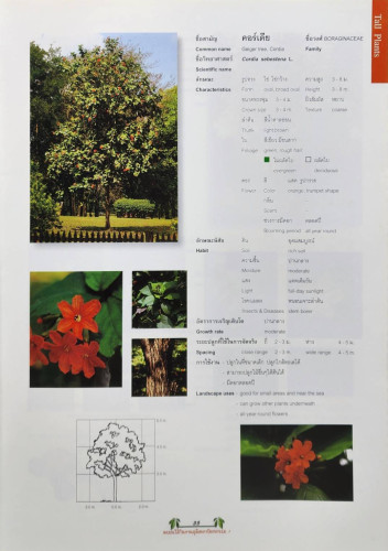 พรรณไม้ในงานภูมิสถาปัตยกรรม 6