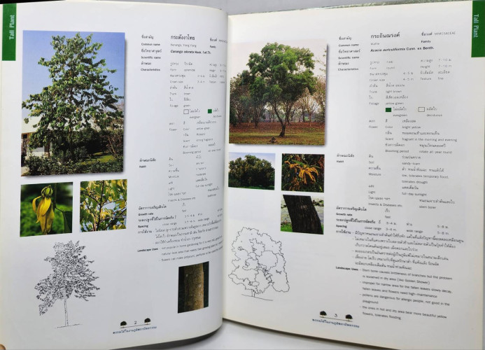 พรรณไม้ในงานภูมิสถาปัตยกรรม 6