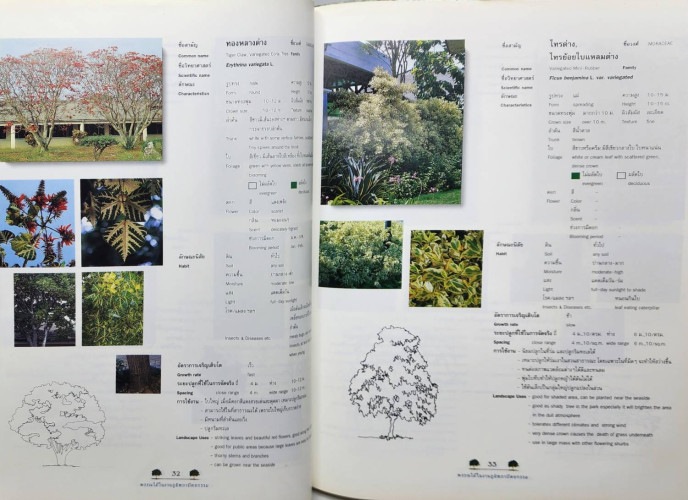 พรรณไม้ในงานภูมิสถาปัตยกรรม 7