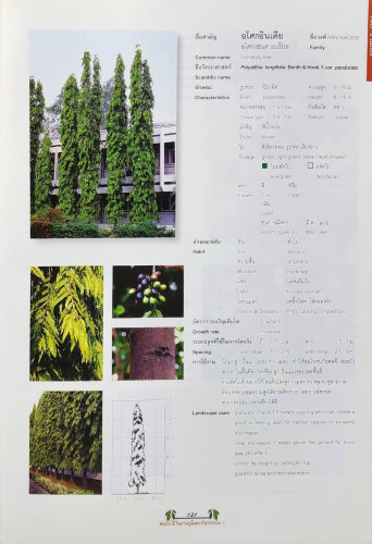 พรรณไม้ในงานภูมิสถาปัตยกรรม 7