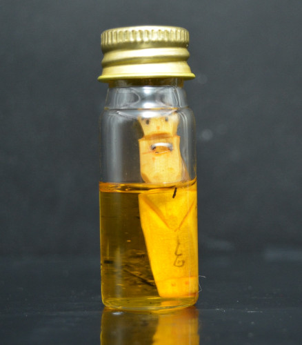 กุมารทองคะนองทรัพย์ในน้ำมัน  หลวงปู่สิงห์ วัดบ้านป่าตะแบง 2559