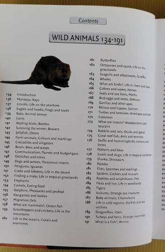 8000 things you should know by Miles Kelly