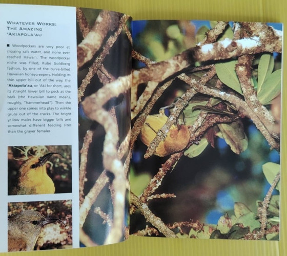 A Pocket Guide to HAWAI 'I'S BIRDS 7