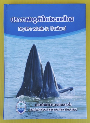 ปลาวาฬบรูด้าในประเทศไทย Bryde's whale in Thailand