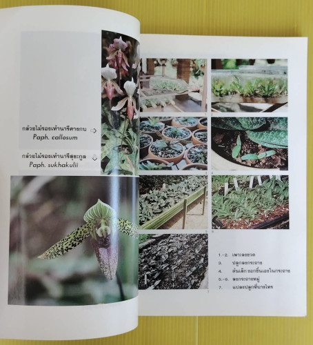 กล้วยไม้รองเท้านารี โดย ระพี สาคริก 2