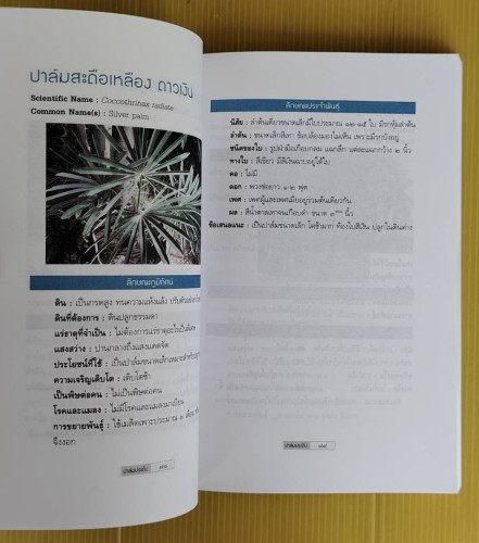 ปาล์มประดับ ที่ปลูกได้ในประเทศไทย  สวัสดิ์ หรั่งเจริญ รวบรวม 6