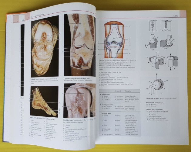 Color Atlas of Anatomy by Rohen - Yokochi - Lutjen-Drecoll