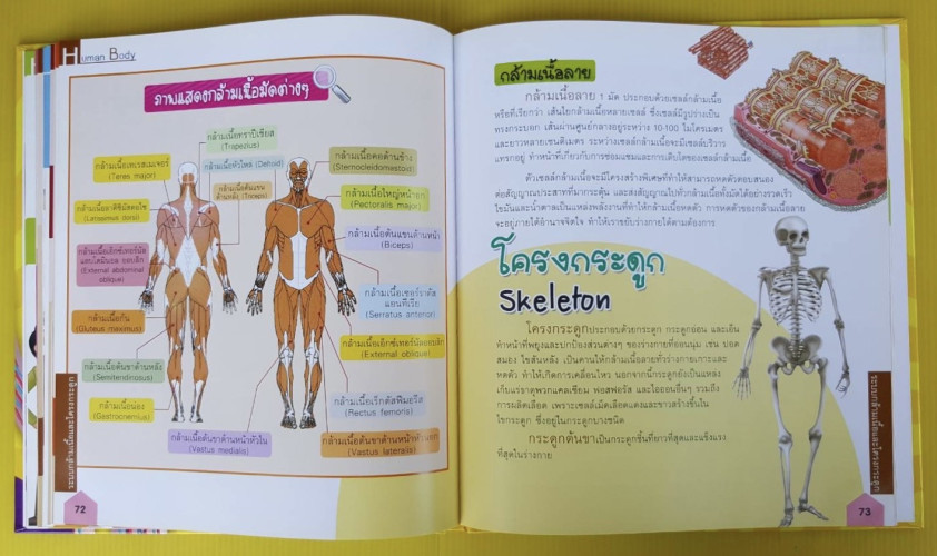 Human Body ระบบร่างกายมนุษย์ ระดับประถม โดย ผศ.ดร.อรกัญญ์ ภูมิโคกรักษ์