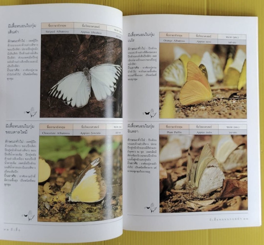 ผีเสื้่อ  เรื่องและภาพโดย เกรียงไกร สุวรรณภักดิ์ 6
