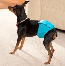 Simple Solution - กางเกงอนามัยสำหรับสุนัขตัวผู้ มี 3 ขนาดค่ะ 2