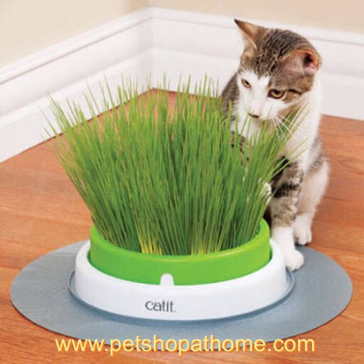 ชุดปลูกหญ้าสำหรับแมว - Grass Planter