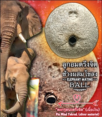 ลูกอมตรึงจิตช้างผสมโขลง หลวงปู่ชุมสาย วัดระเริง จ.นครราชสีมา