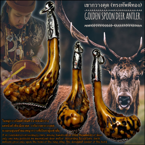 เขากวางคุด (ทรงทัพพีทอง) Golden Spoon Deer Antler.