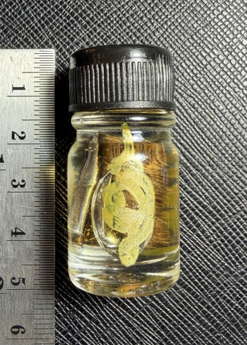 น้ำมันสมิงกินเหยื่อ (รุ่น.2) Predator Tiger Oil. (2nd batch) 7