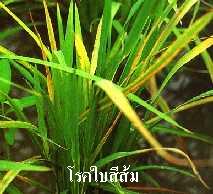 โรคใบสีส้ม (Yellow Orange Leaf)