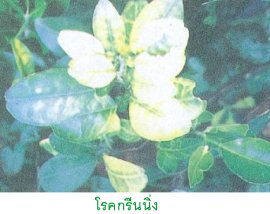 โรคกรีนนิ่ง (ใบแก้ว)