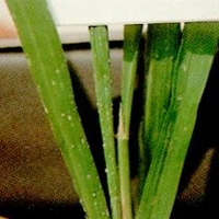 โรคหูด (Gall Dwarf)